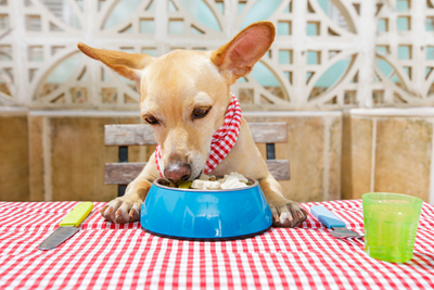 Crockpot Dog Food: 4 Recipes To Prepare At Home