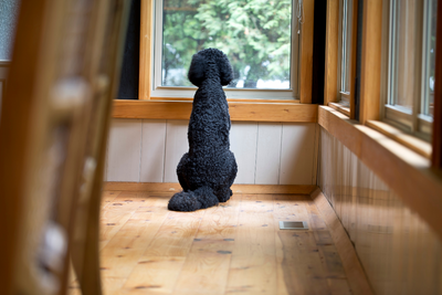 7 Signs Of Separation Anxiety In Dogs