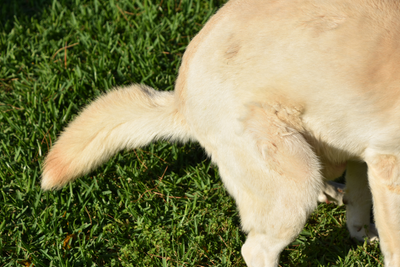 Bloody Dog Poop: A Veterinary Emergency?