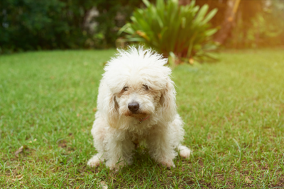 How To Stop Dogs From Eating Poop: Home Remedies