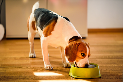 Finding The Best Dog Food For A Dog With A Sensitive Stomach