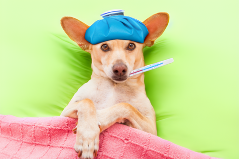 Everything You Need To Know About Dog Flu