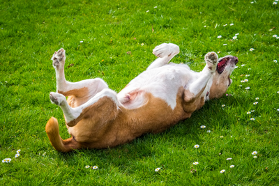 Dog Rolling In Poop: Reasons And How To Stop This Behavior