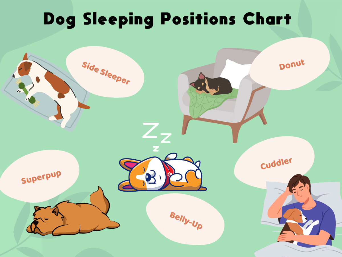 Dog Sleeping Positions chart