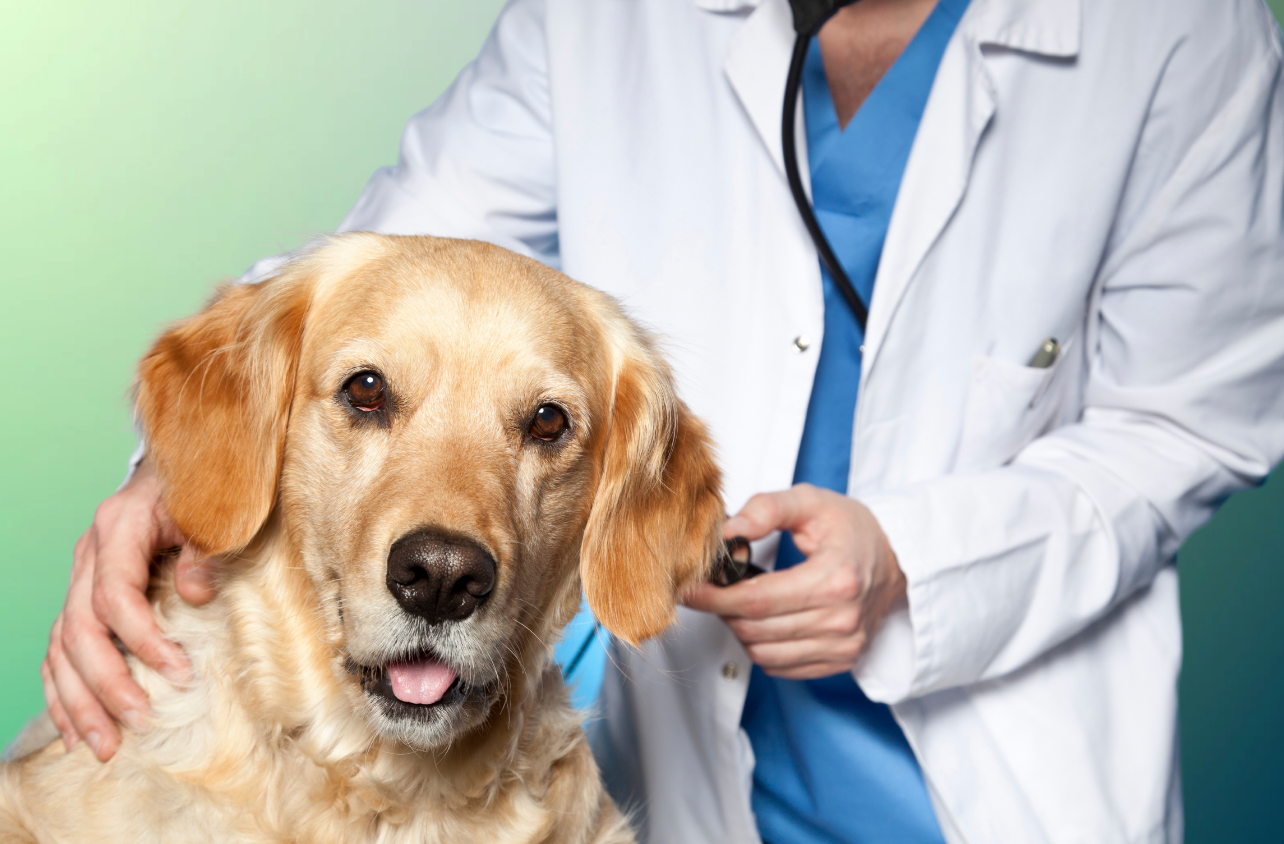 How Often Should I Take My Dog To The Vet