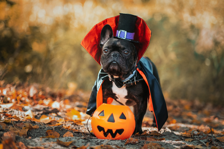 Dog Costumes Halloween