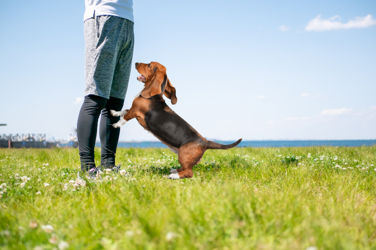 How to teach your puppy not to jump up at people