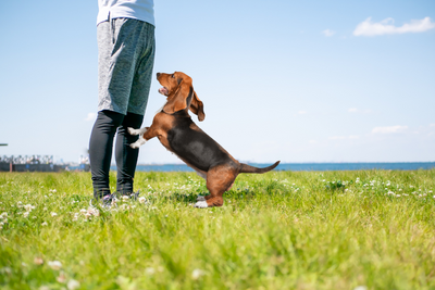 How To Teach Your Puppy Not To Jump Up At People
