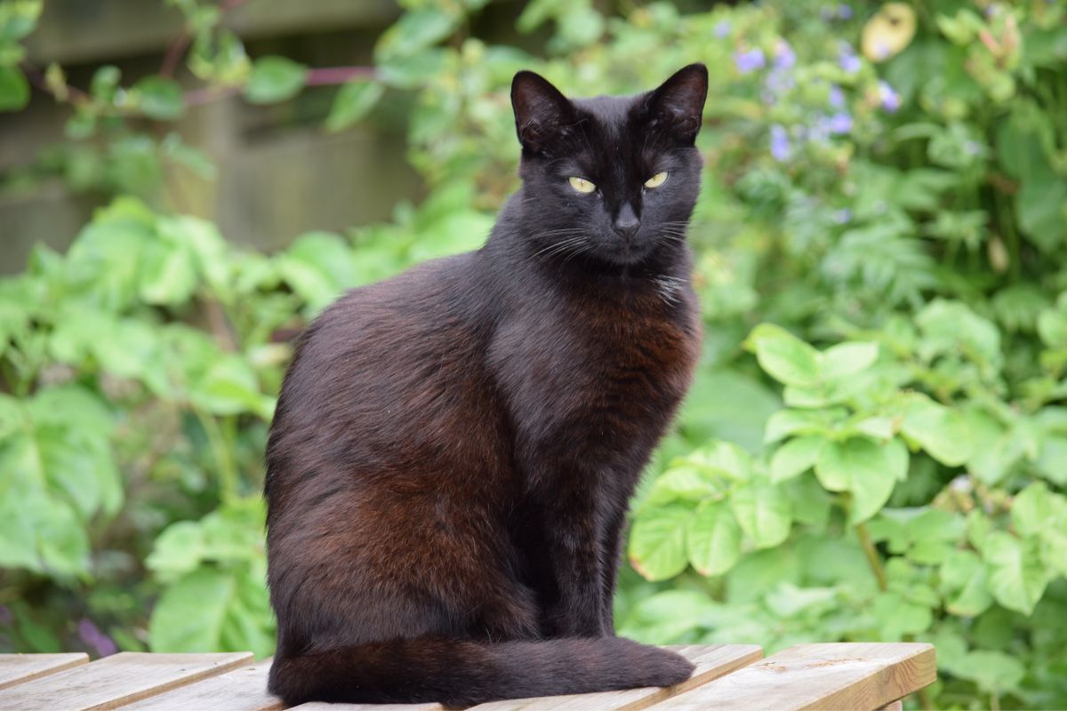 Black Cat and Halloween: Busting Myths and Protecting Our Feline Friends