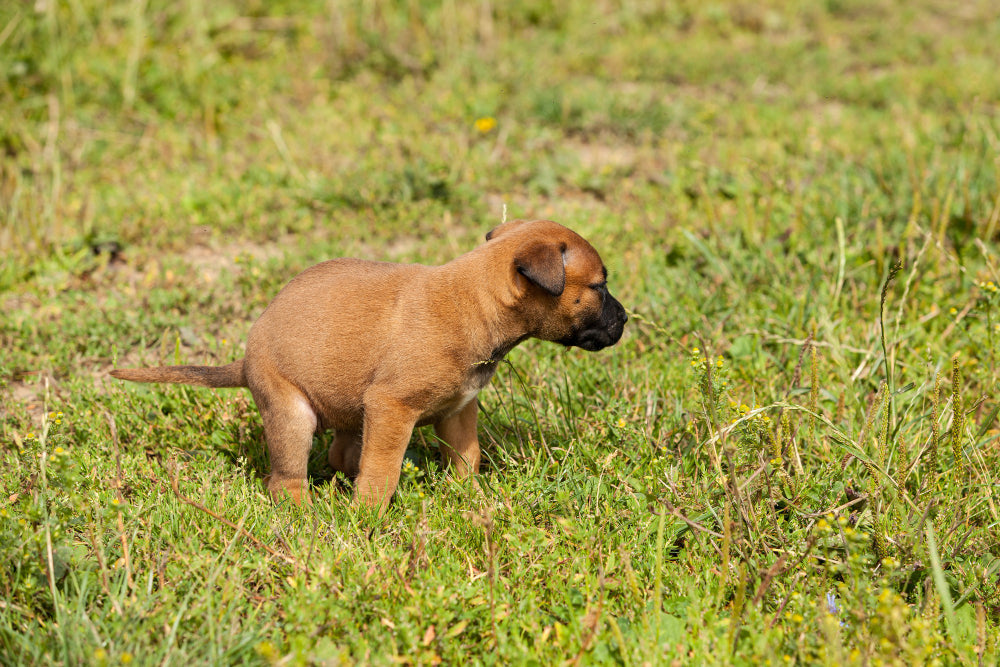 Can you put dog feces in compost?