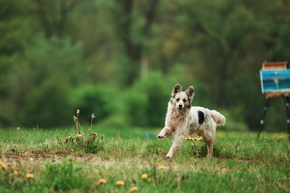 11 tips for dog park safety