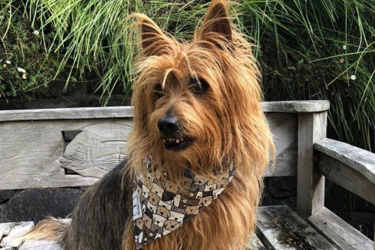 Discover our brand-new bandanas for dogs and cats!