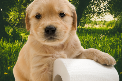 What Can Give my Dog Diarrhea?