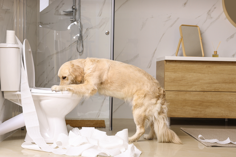 Why Dogs Drink Toilet Water and How to Redirect Them