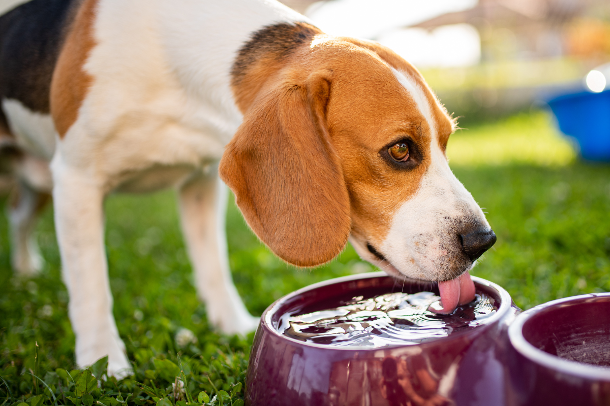 Hydration Essentials: How Long Can Dogs Go Without Water? – Give A 