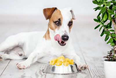 Can a Dog Eat Cheese?