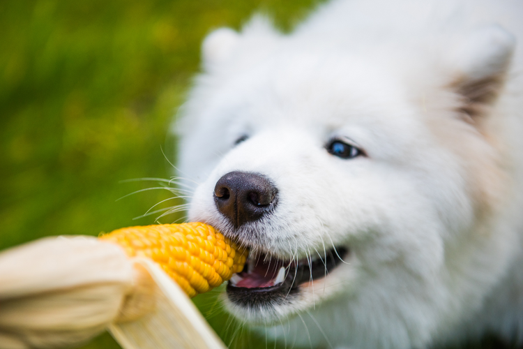 Dogs Eat Corn: Benefits & Risks Explained