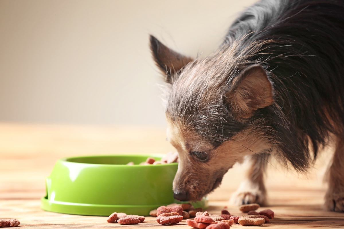 Keeping Your Dog’s Dry Food Fresh and Safe