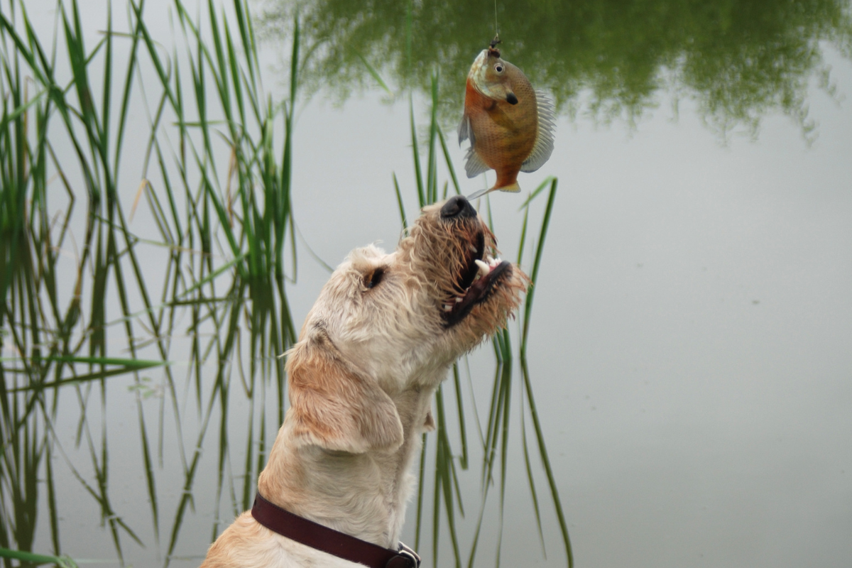 Can Dogs Eat Fish Meat? Dive Deep Into the Sea of Nutrition