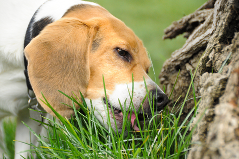 Green Gourmet: Unraveling the Mystery of Dogs that Eat Grass
