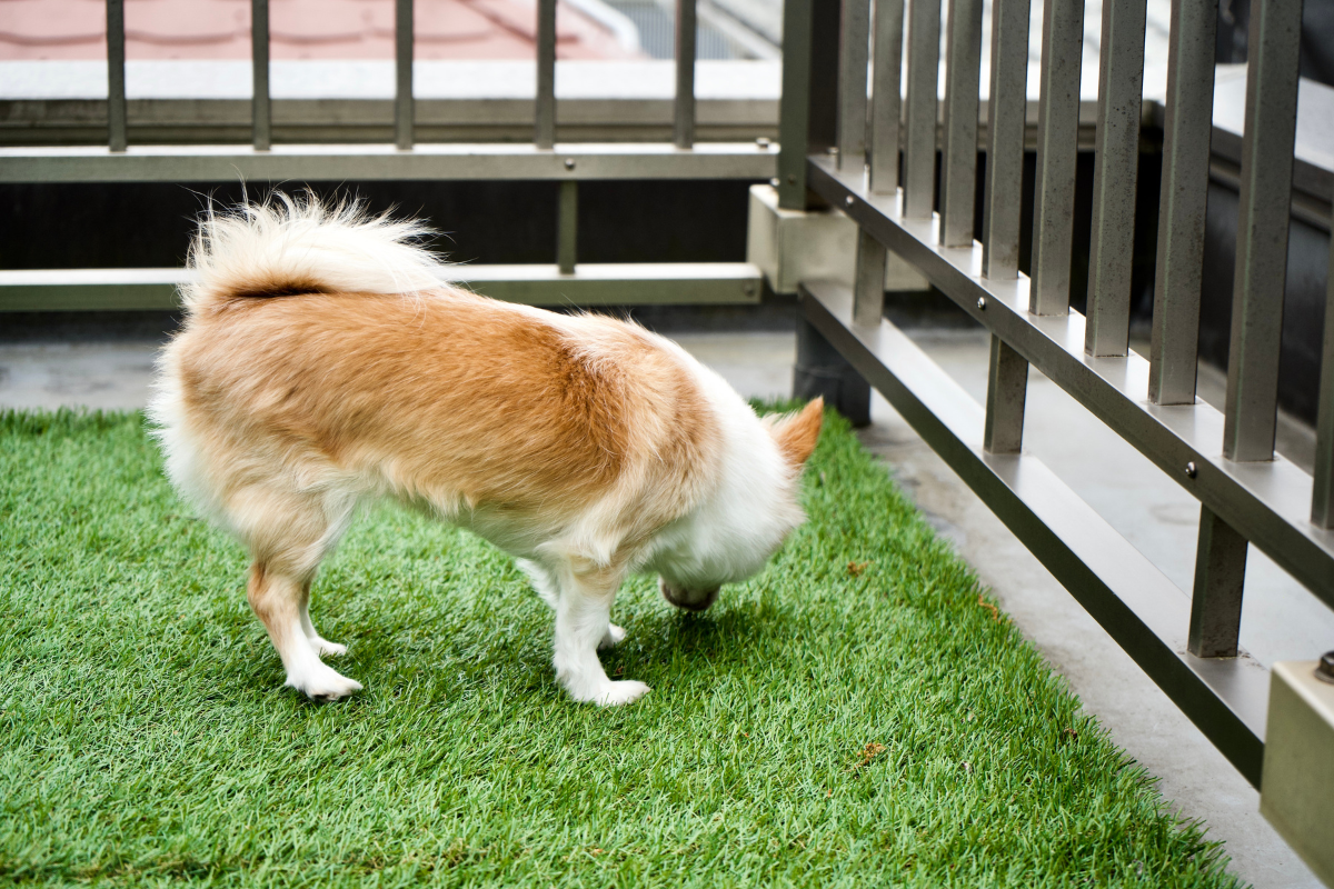 Coprophagia: Understanding and Stopping Dogs Eating Their Own Poop ...