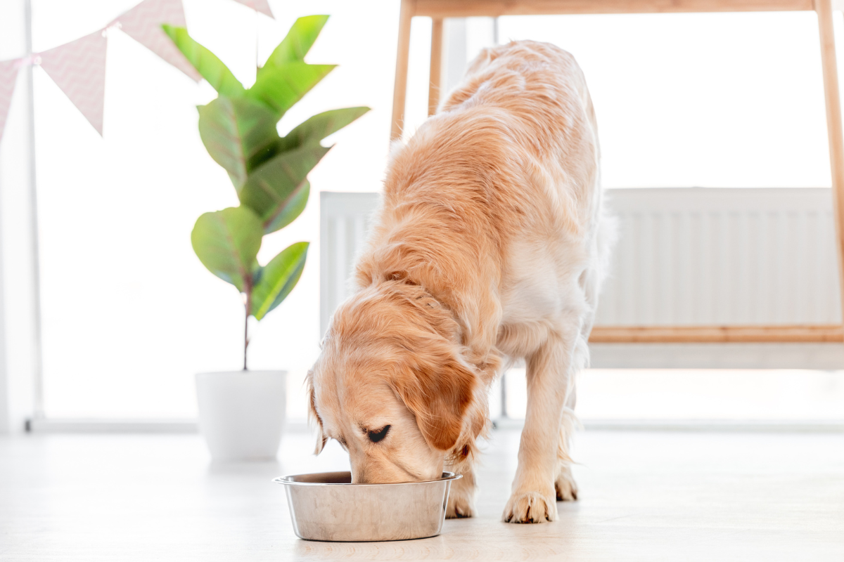 Air Dried Dog Food: The Ultimate Guide to a Healthy and Nutritious Diet