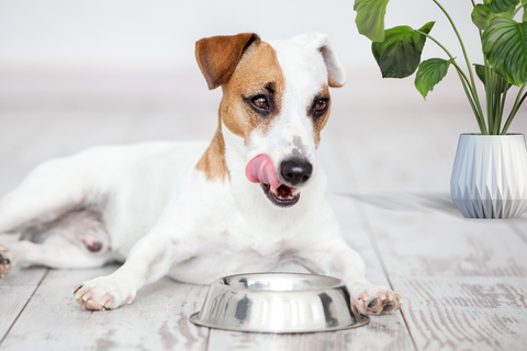 How To Prepare Dehydrated Dog Food