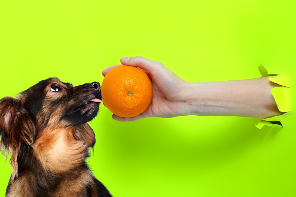 Can Dogs Have Orange? Unveiling the Truth About Dogs and Citrus Fruits ...