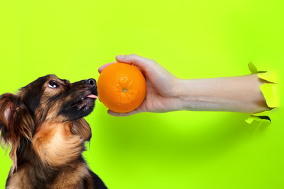 Can Dogs Have Orange?