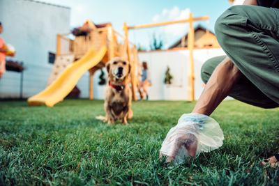3 Top Tips to Eliminate the Smell of Dog Poop