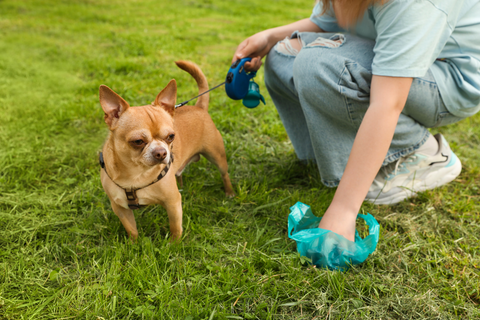 Understanding Dog Poop Mucus Casing: What It Tells You About Your Pet's Health