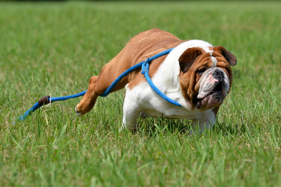 Why Do Dogs Run Away? Unveiling the Main Reasons and Preventive