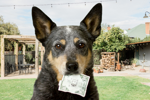 Best Way to Save Money: Budget-Friendly Tips for Savvy Pet Parents