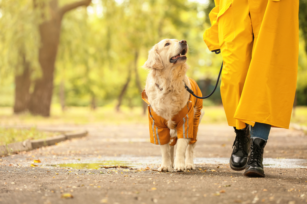 Pets In The Fall Essential Fall Safety Tips for Dog and Cat Owners: Protect Your Pets ...