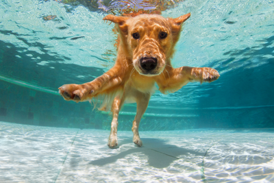 Can All Dogs Swim? Discover the Truth