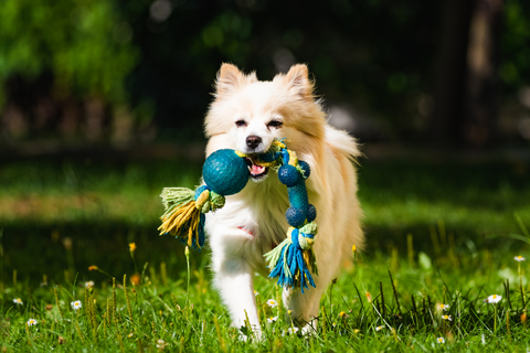 The Ultimate Guide to Choosing Mentally Stimulating Dog Toys