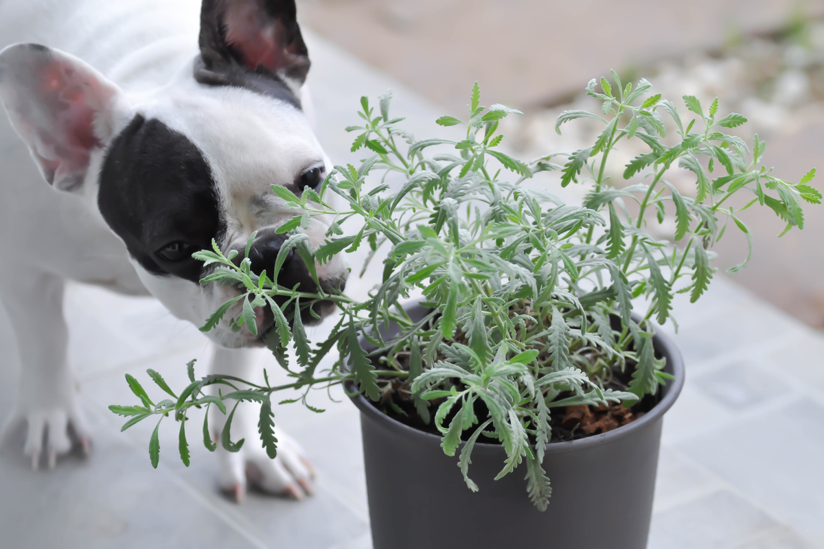 Dog Friendly Plants: Creating a Safe Haven for Your Pets