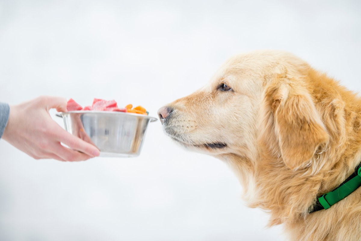 My Dog Won't Eat: Addressing Your Dog's Appetite Issues