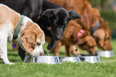 Can Adult Dogs Eat Puppy Food?