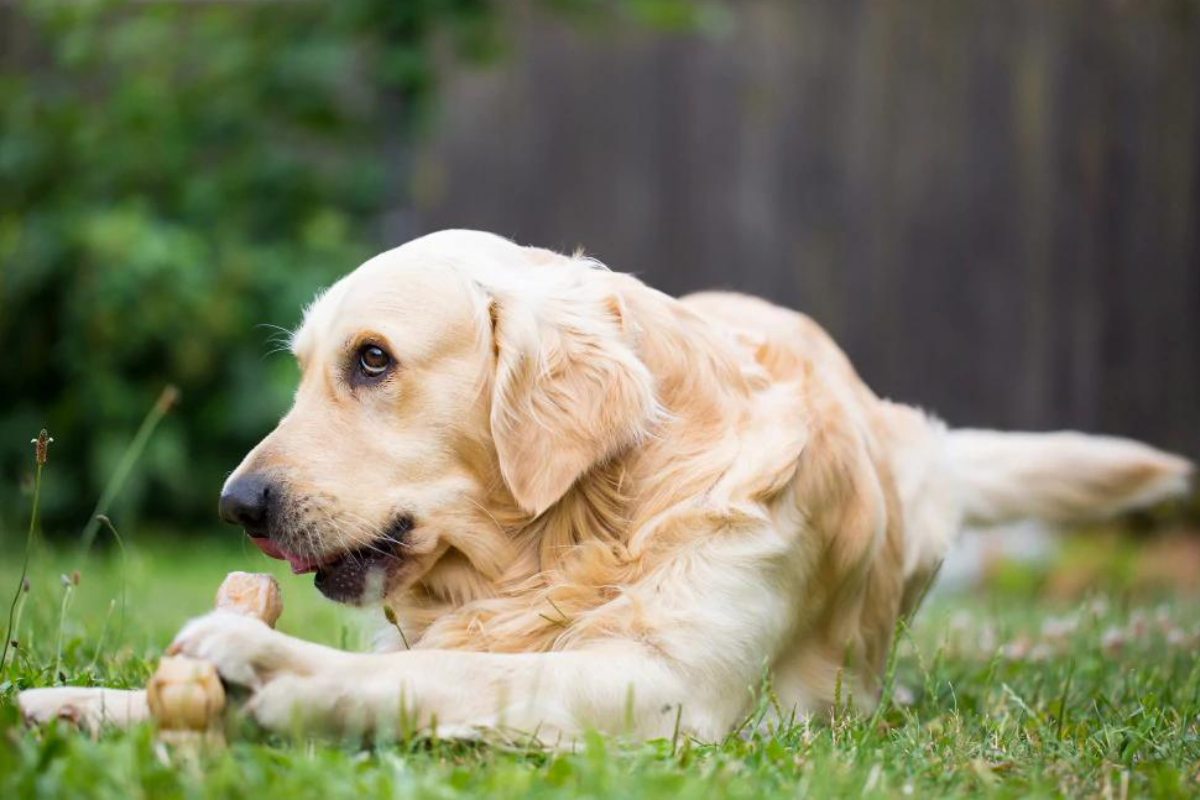 Human food your dog can eat