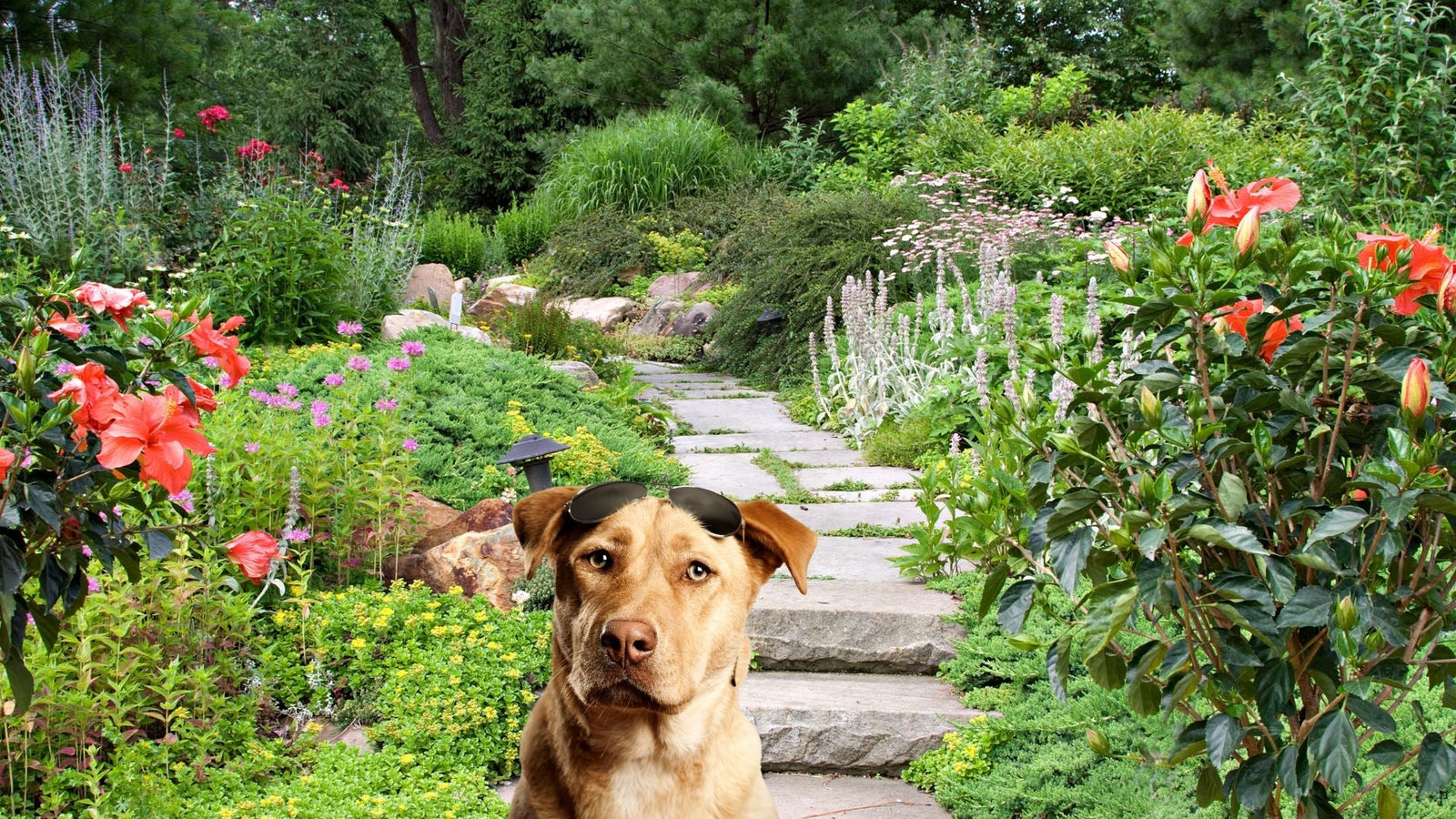 Does Dog Poop Make Good Fertilizer?