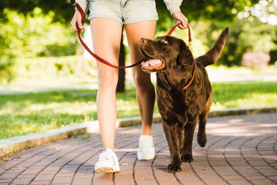 4 Ways To Relieve Stress With Your Dog