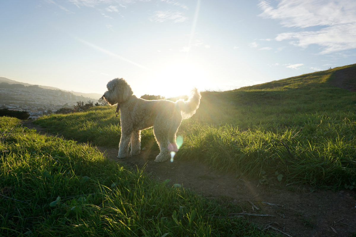 A Comprehensive Guide to Off Leash Canine Training"