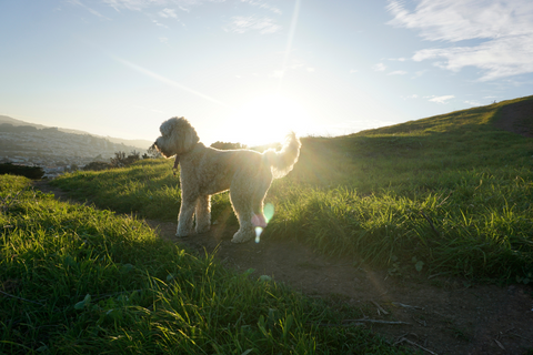 A Comprehensive Guide to Off Leash Canine Training