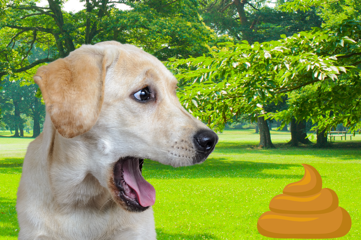 Dog Poop