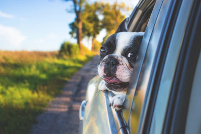 9 Effective Strategies to Prevent Dog Car Sickness