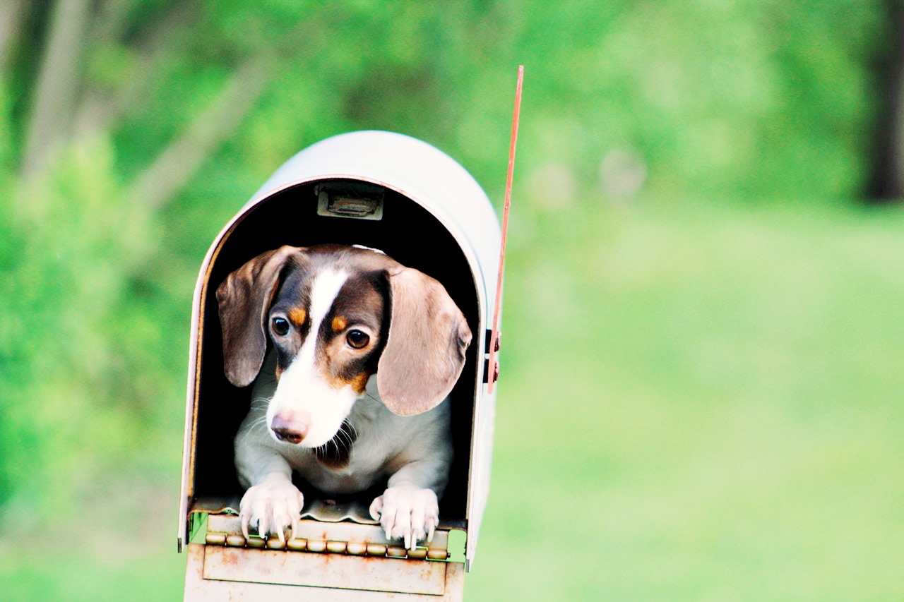 6 Incredibly Cute Dog Pictures That You Can Take At Home