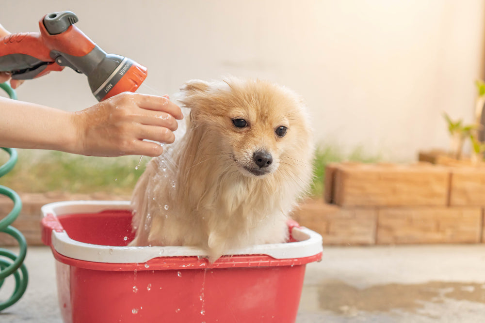 how to bathe a dog that hates water