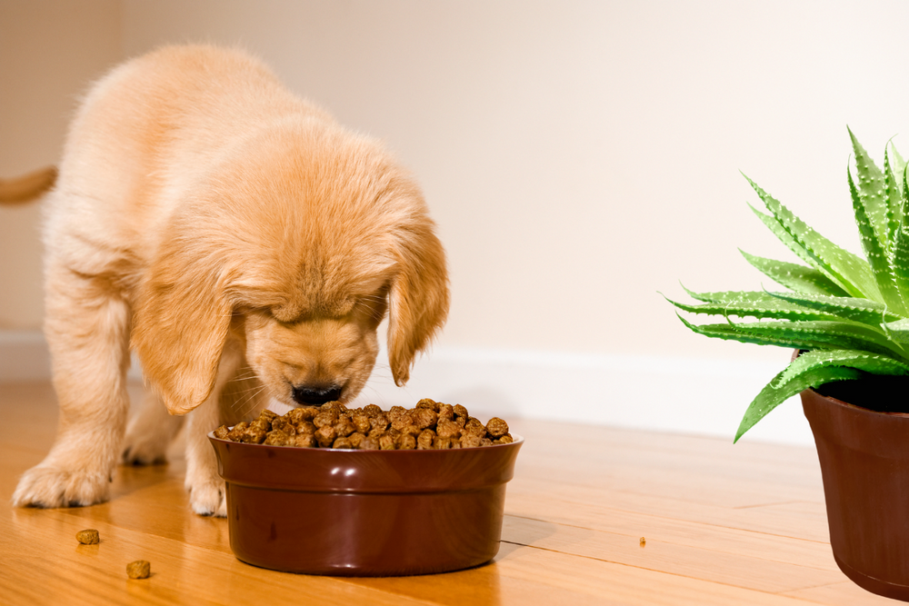 Can puppies eat wet food clearance