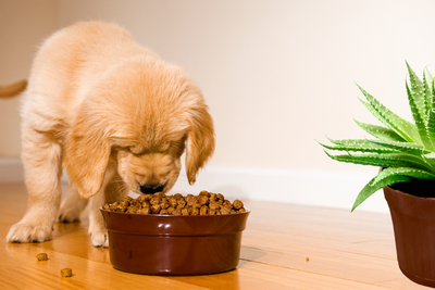 The Art and Science of Wetting Dog Food: A New Puppy Owner's Odyssey